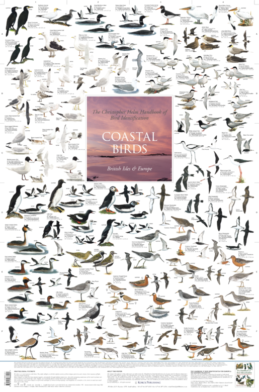 Coastal Birds Poster