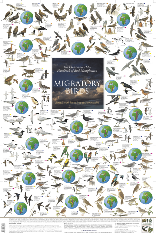 Migratory Bird Posters