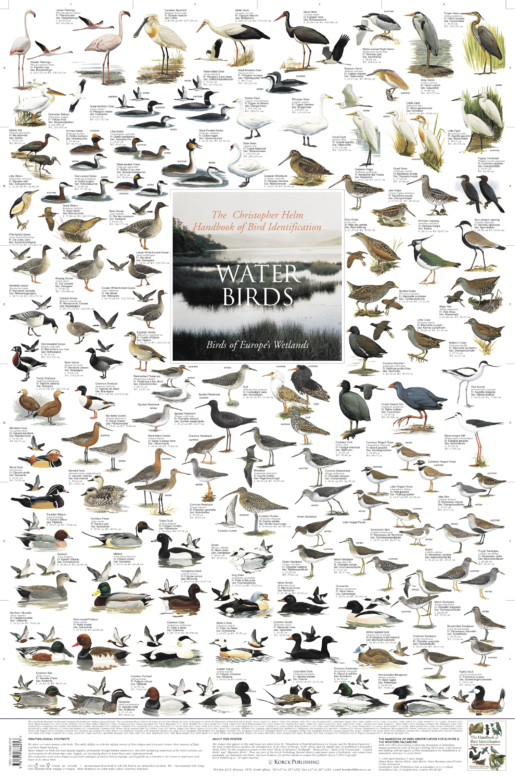 Water Birds of Europes Wetlands